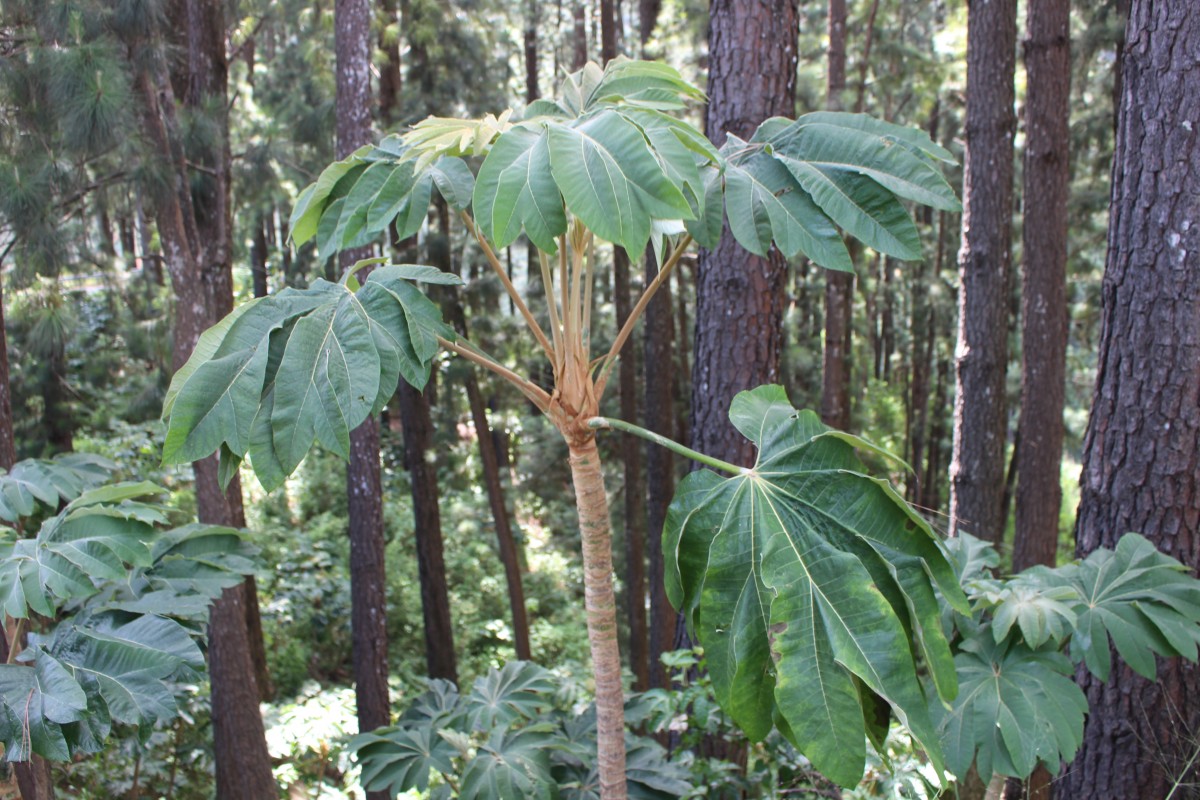 Tetrapanax papyrifer (Hook.) K.Koch